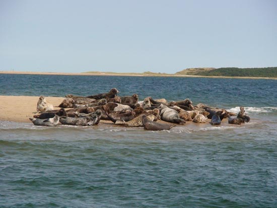 Seals