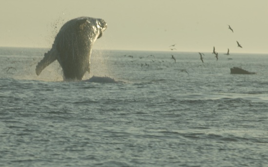 The other whale was farther